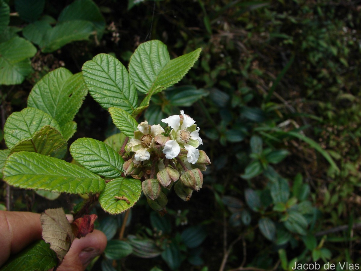 Rubus ellipticus Sm.